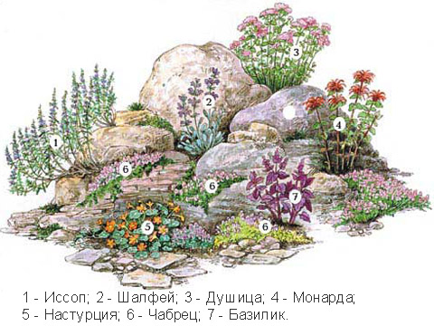 Shema-alpijskoj-gorki-iz-prjanyh-cvetov