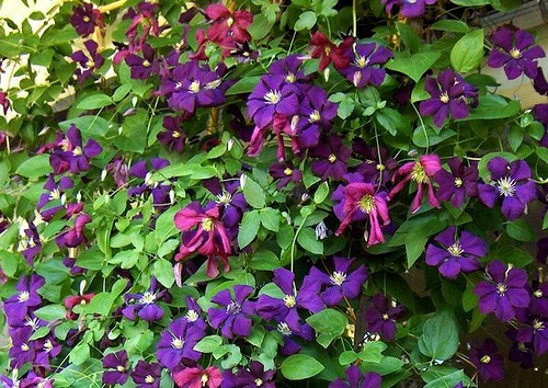 clematis_vitition
