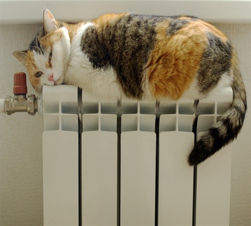 Mačka v radiatorju doma