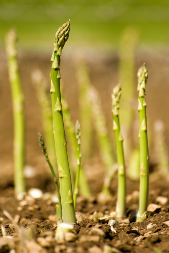 Asparagus-sprouts.