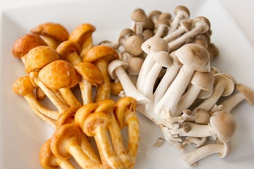 Как вырастить грибы у себя на даче с хорошим урожаем