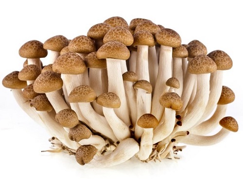 Выращиваем грибы в домашних условиях