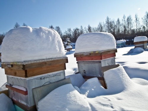 wintering-bees-on-free