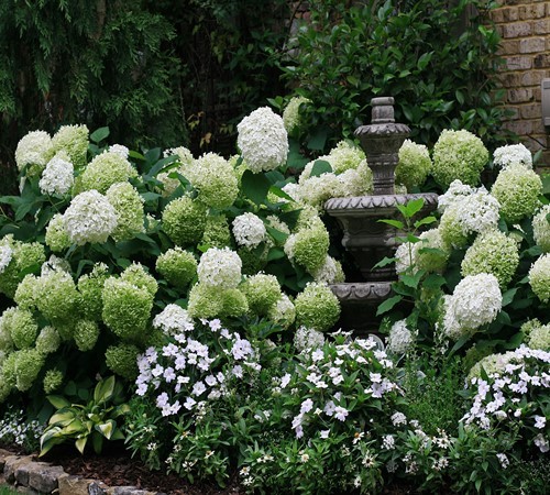 Garden de la fuente en blanco - Annebelle Hydrangea, Zinna, Snapragon Angelonia, Scaevola, Diamond Frost Euphorbia, Impatiens